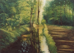 ruscello nel bosco olio su tela 60 x 80